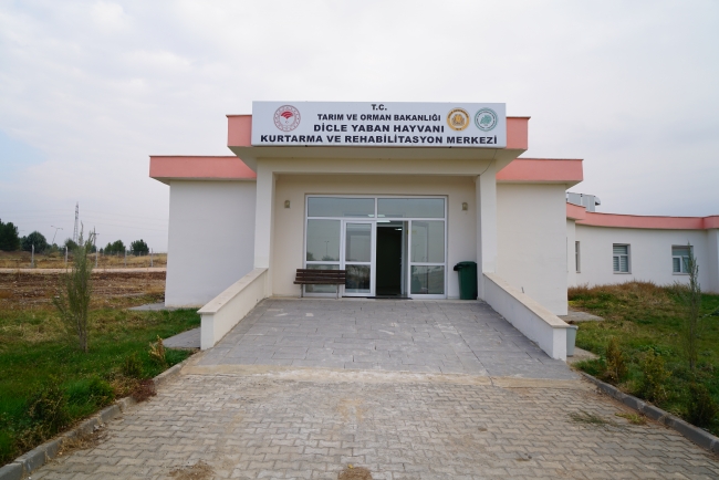 Yaralı şahinler özgürce uçabilmeyi bekliyor